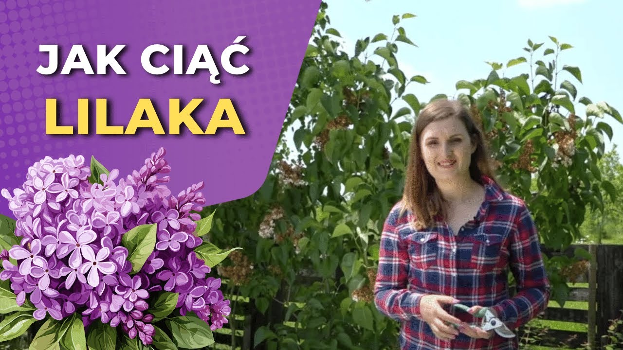 Cięcie lilaka pospolitego - czyli kiedy i jak to wykonać prawidłowo?
