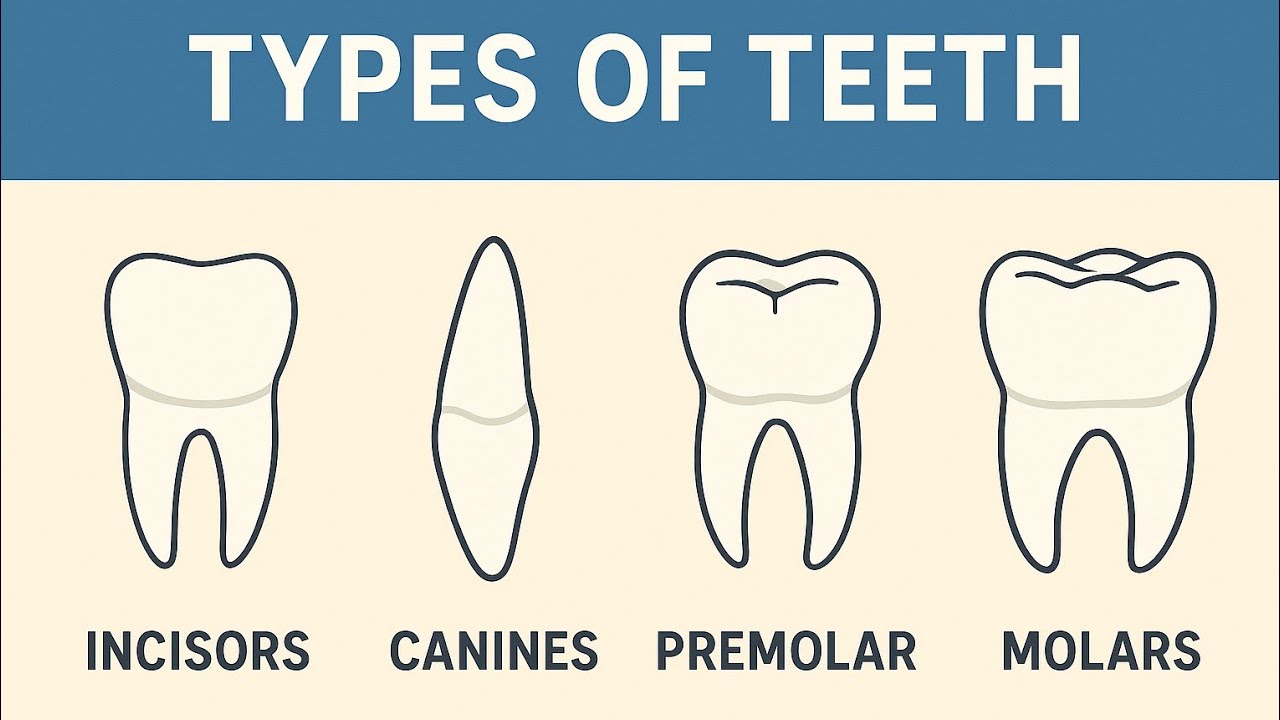 1.1 📚 Teeth Types and Functions | Science Class Video by Teaching Addiction