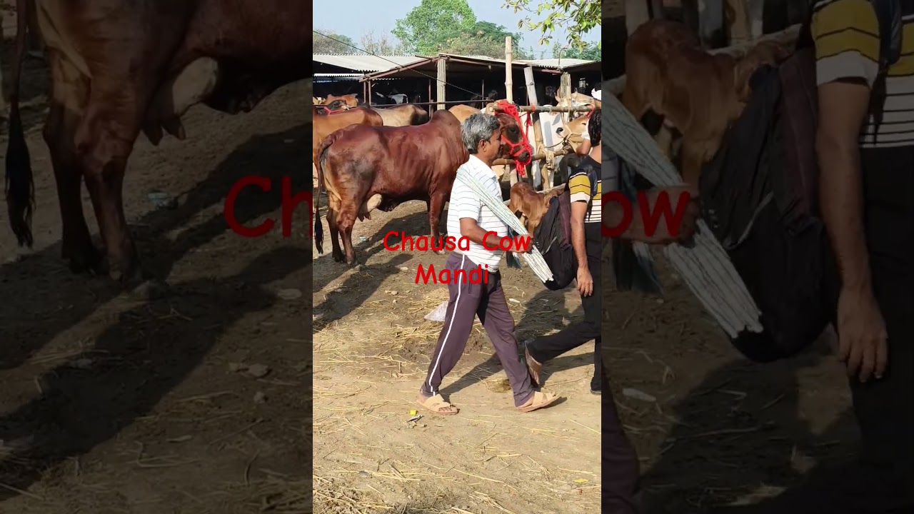 chausa Cow 🐄 mandi buxar Bihar se nya video S pandey 9155472296