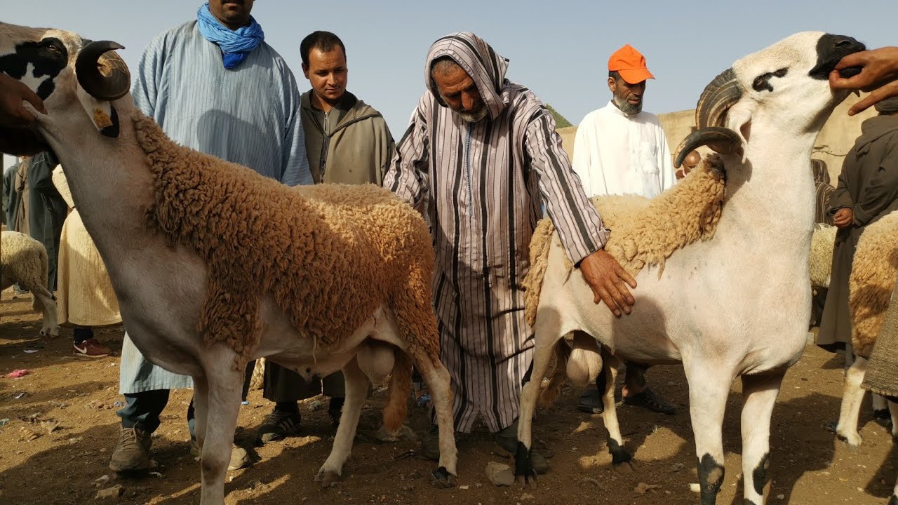 مباشرة حصري من رحبة ثلاثاء بن جرير اقليم الرحامنة  تباركالله  خير موجود عيد الأضحى