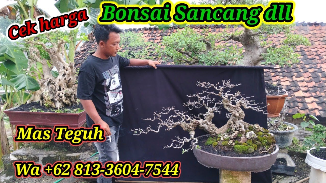 Cek harga Bonsai Sancang dll koleksi Mas Teguh WA +62 813-3604-7544