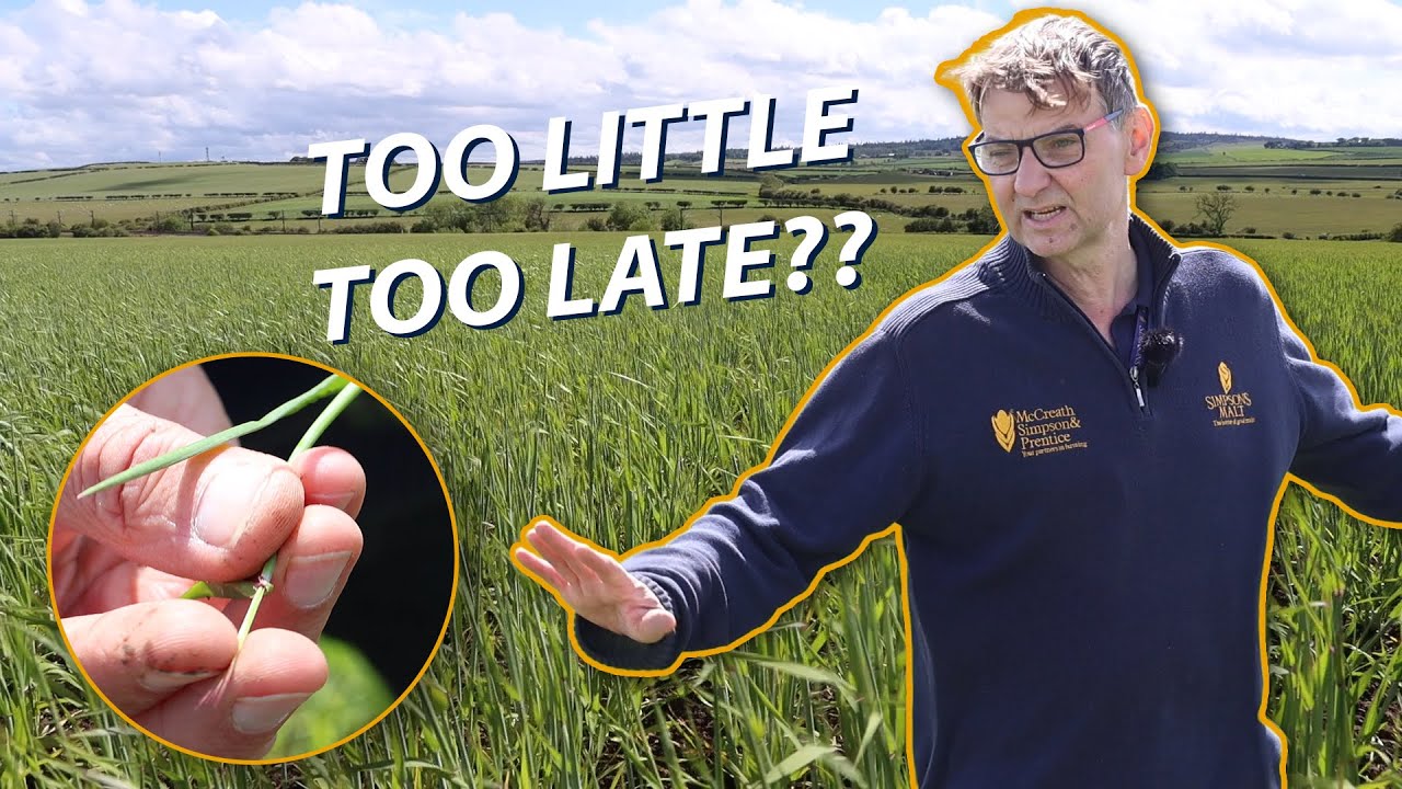Rain AT LAST… But Is It Too Late?? | Spring Barley 2025
