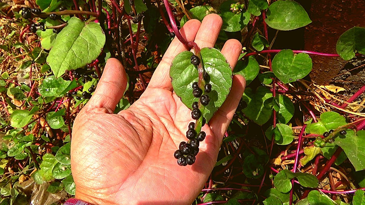 Identification and Benefits of Poi │ Basella alba on Health Channel By Vishal Sathye