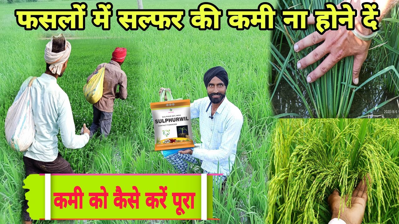 सभी फसलों में सल्फर तत्व का बहुत महत्व Sulfur deficiency in paddy, फसल ग्रोथ करेगी उपज ज्यादा होगी