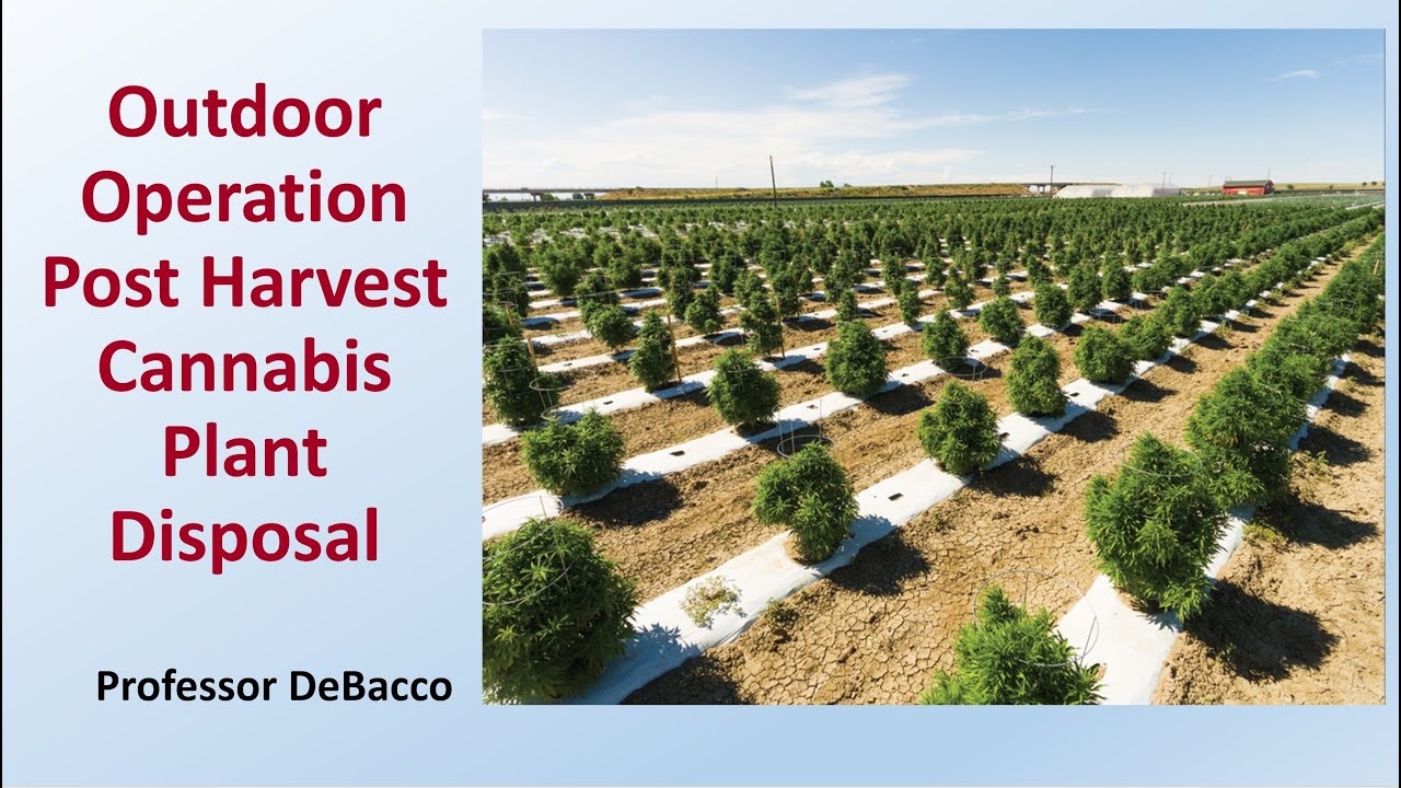 Outdoor Operation Post Harvest Cannabis Plant Disposal