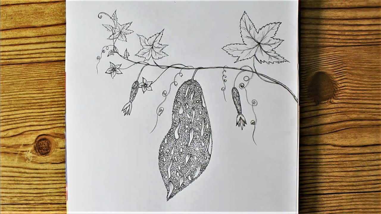 How to Draw a bitter gourd | how to draw bitter gourd plant | How to draw vegetables | Karolla