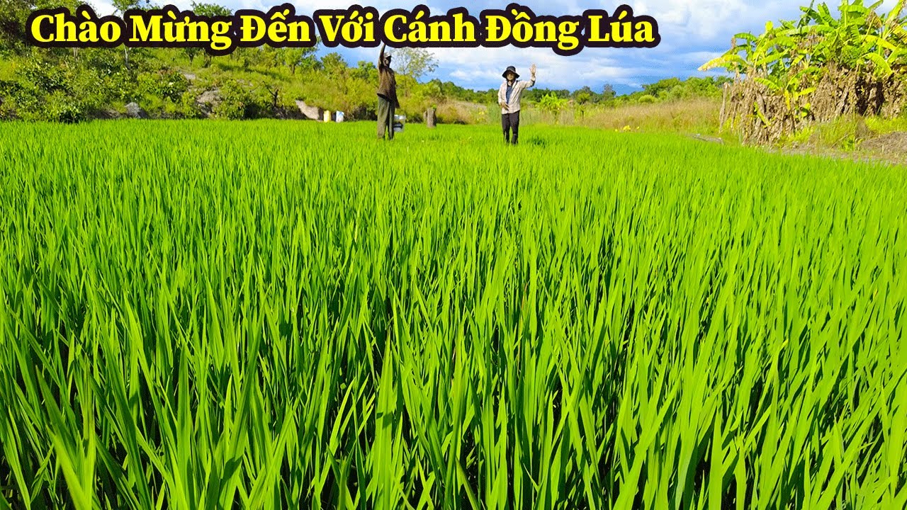 Công Đồng ll Thành Quả Ngày Hôm Nay Xin Gửi Tặng Đến Khán Giả Và Nhà Hảo Tâm Đã Giúp Đỡ Chúng Tôi