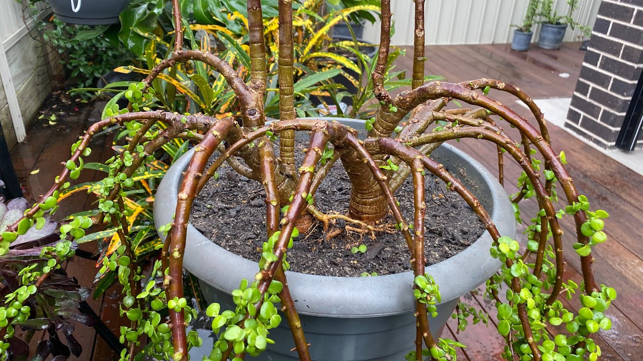 Portulacaria Afra Cascading Style Rejuvenation | Elephant Bush Repotting