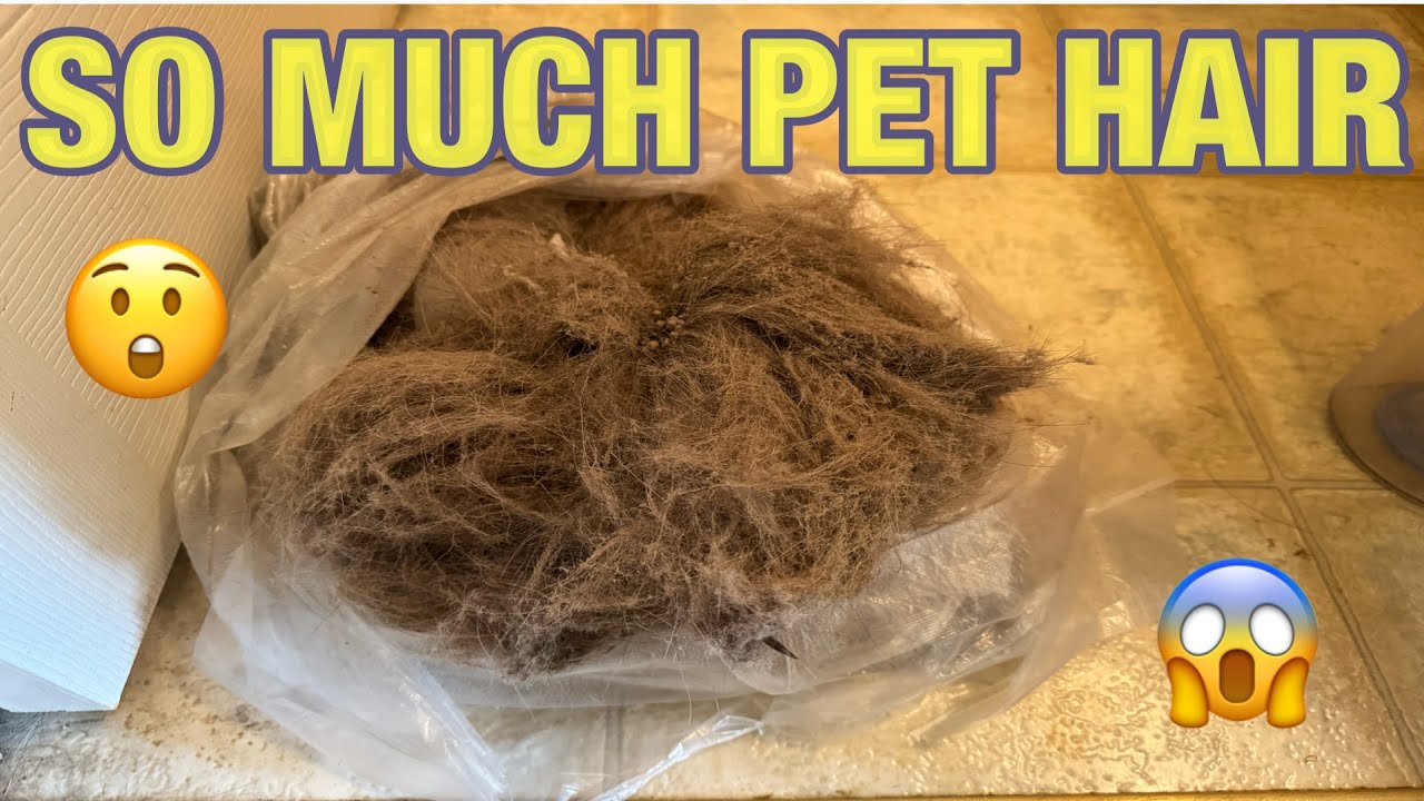 We emptied 5 canisters of pet hair 😱