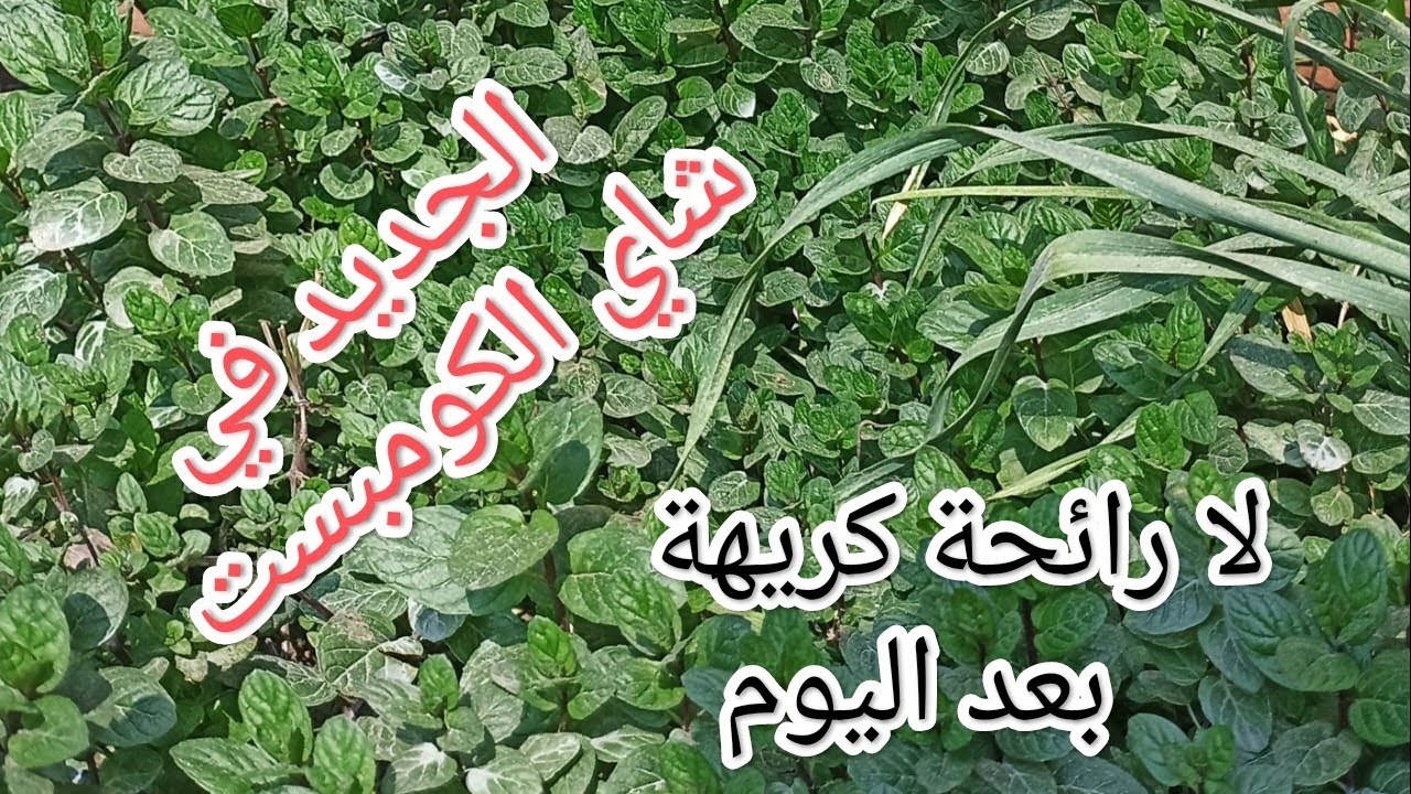 شاي الكومبست بدون روائح كريهة - وادعوا لي