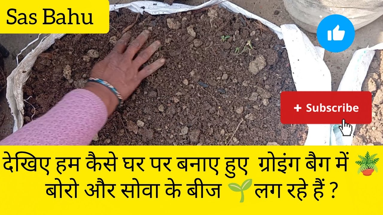 देखिए हम कैसे घर पर बनाए हुए  ग्रोइंग बैग में 🪴बोरो और सोवा के बीज 🌱लग रहे हैं ? | Sas Bahu 