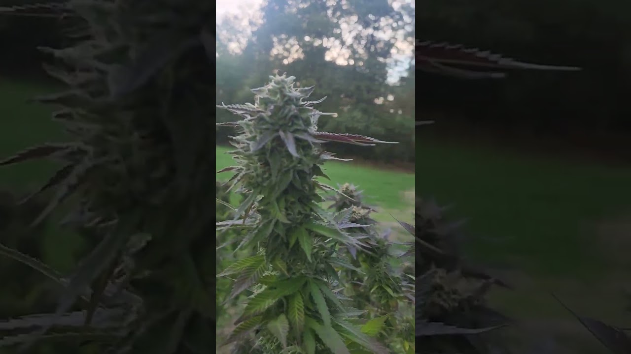 2022 Outdoor Grow
