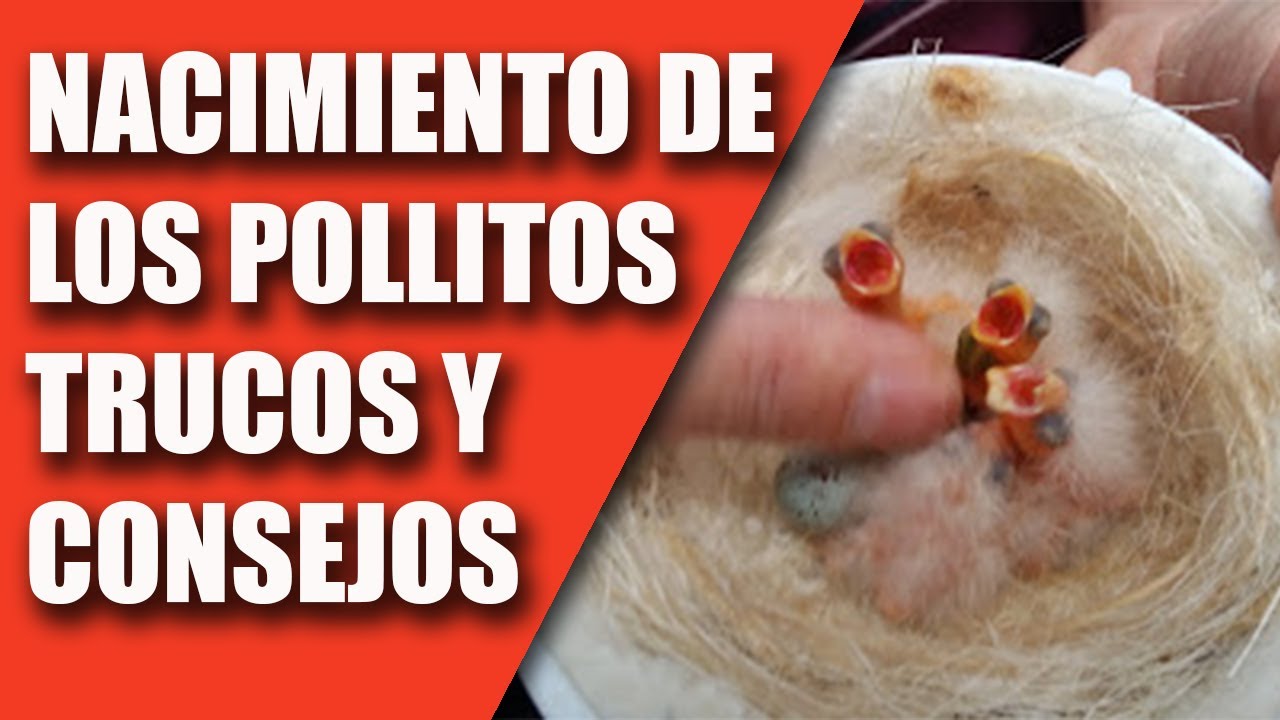 CRÍA CANARIOS (NACIMIENTO POLLITOS, TRUCOS Y CONSEJOS) 2020