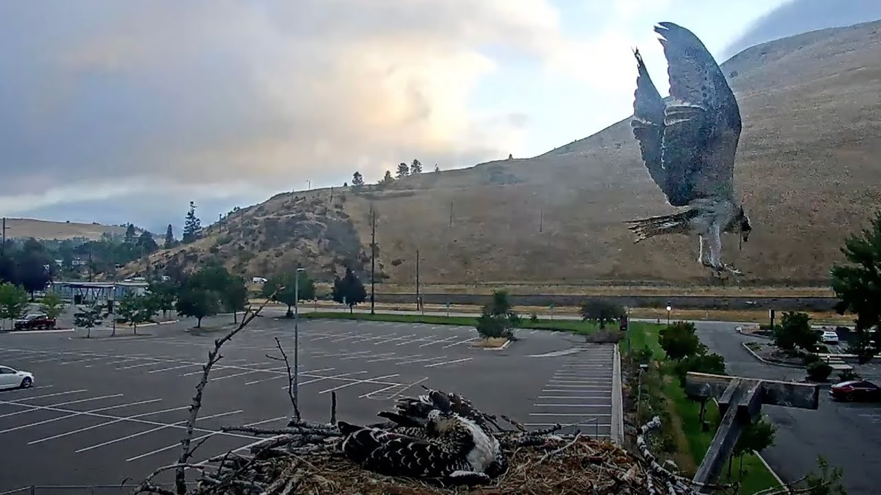 Hellgate Osprey Nestling 