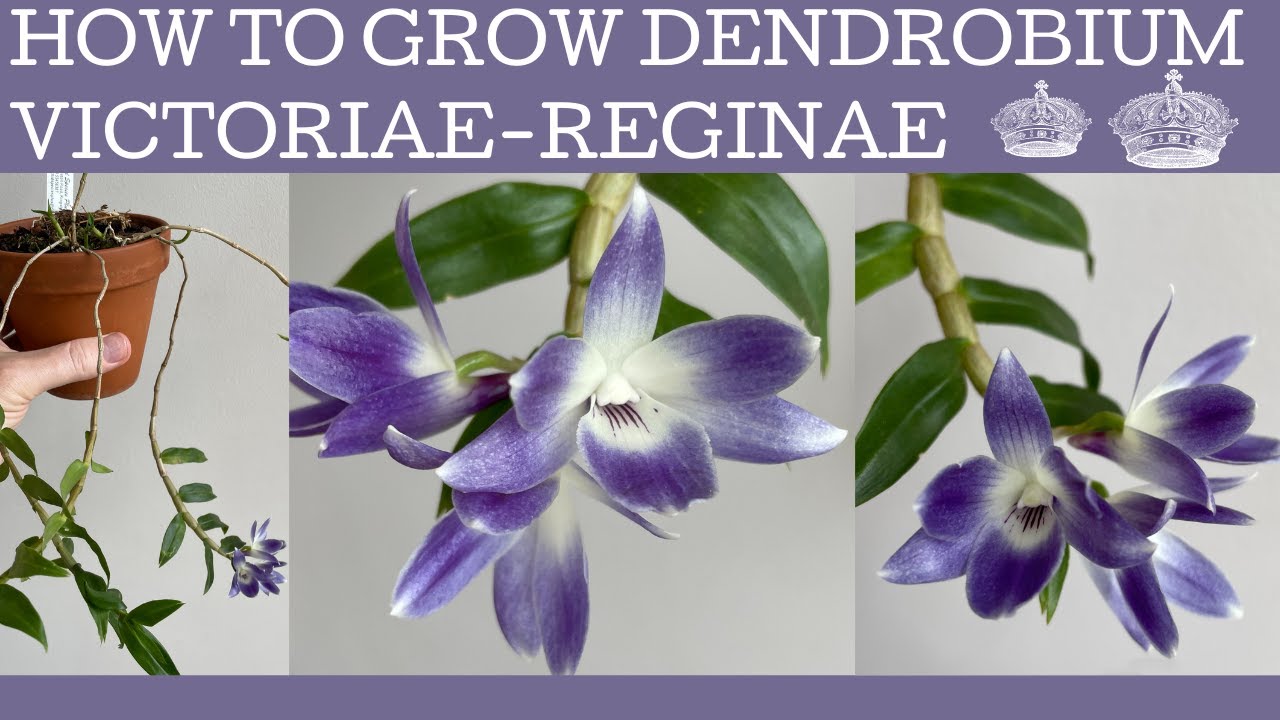 How to grow Dendrobium victoria-reginae: the famous 'blue' orchid - that's actually violet!
