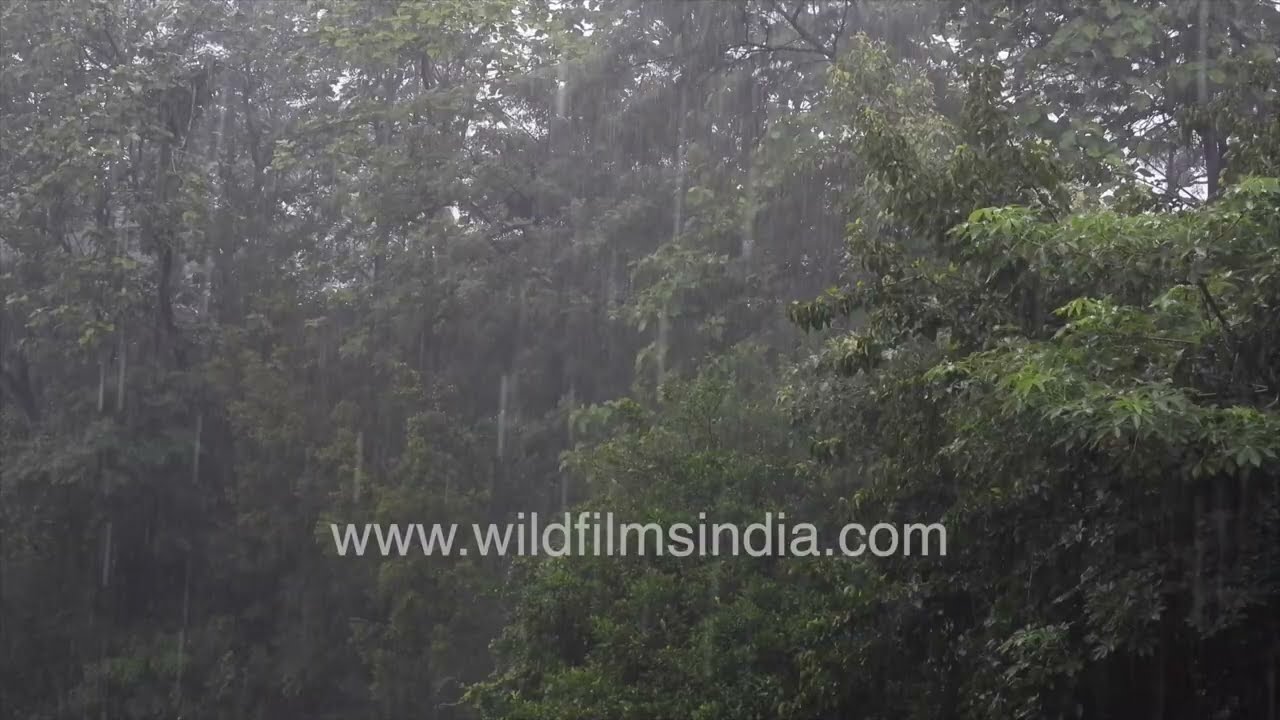 A Rain-Soaked view of lush trees during the Delhi Monsoon