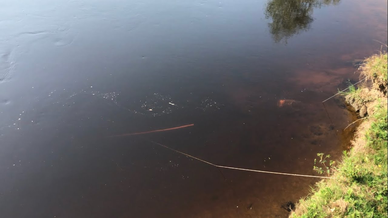 СКОЛЬКО ПОЙМАЮ РЫБЫ ЭКРАНОМ ЗА ЧАС!?