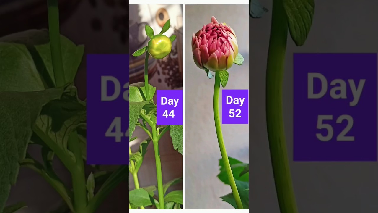 How to grow Dahlias  # Dahlia growth day by day # Dahlia flower blooming