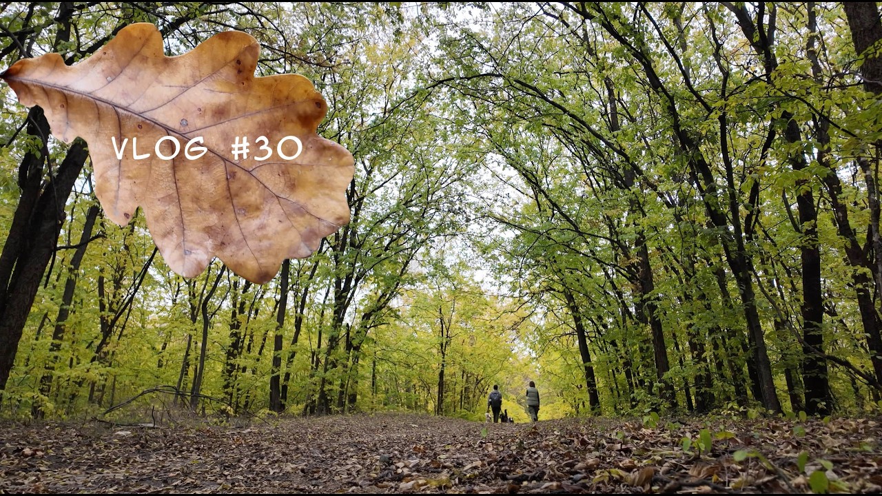 Golden Autumn Forest Walk: Magical Trails & Elf Paths 🍂✨ Serbia October 2025