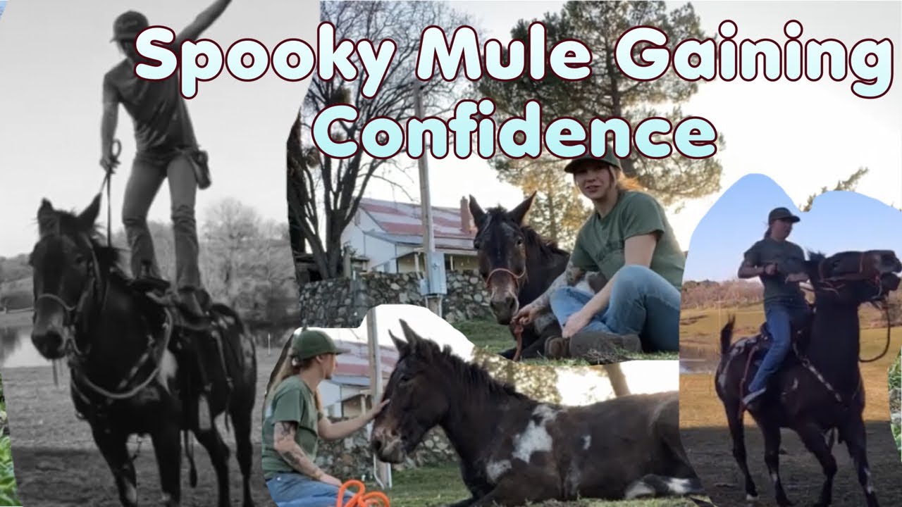 Spooky Mule Gaining Confidence #riding #mules #bolting #spooky #ridingmules