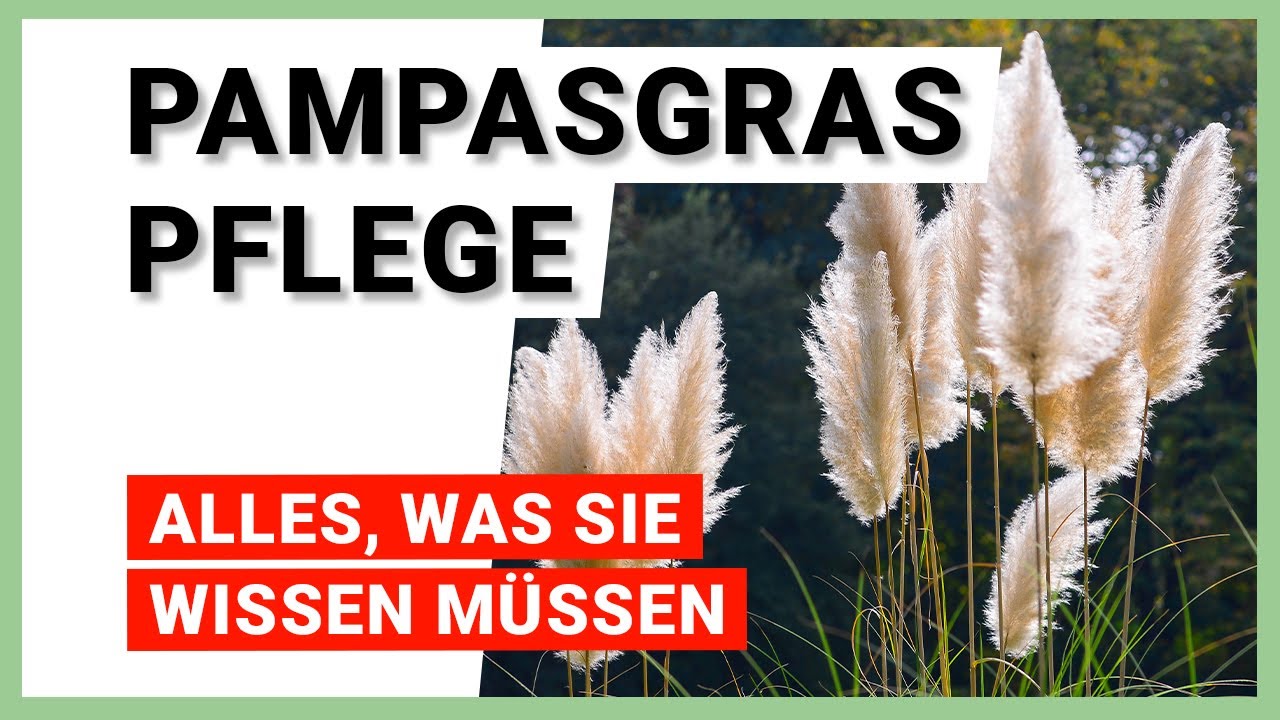 Pampasgras pflegen: 7 Tipps für ein gesundes Wachstum