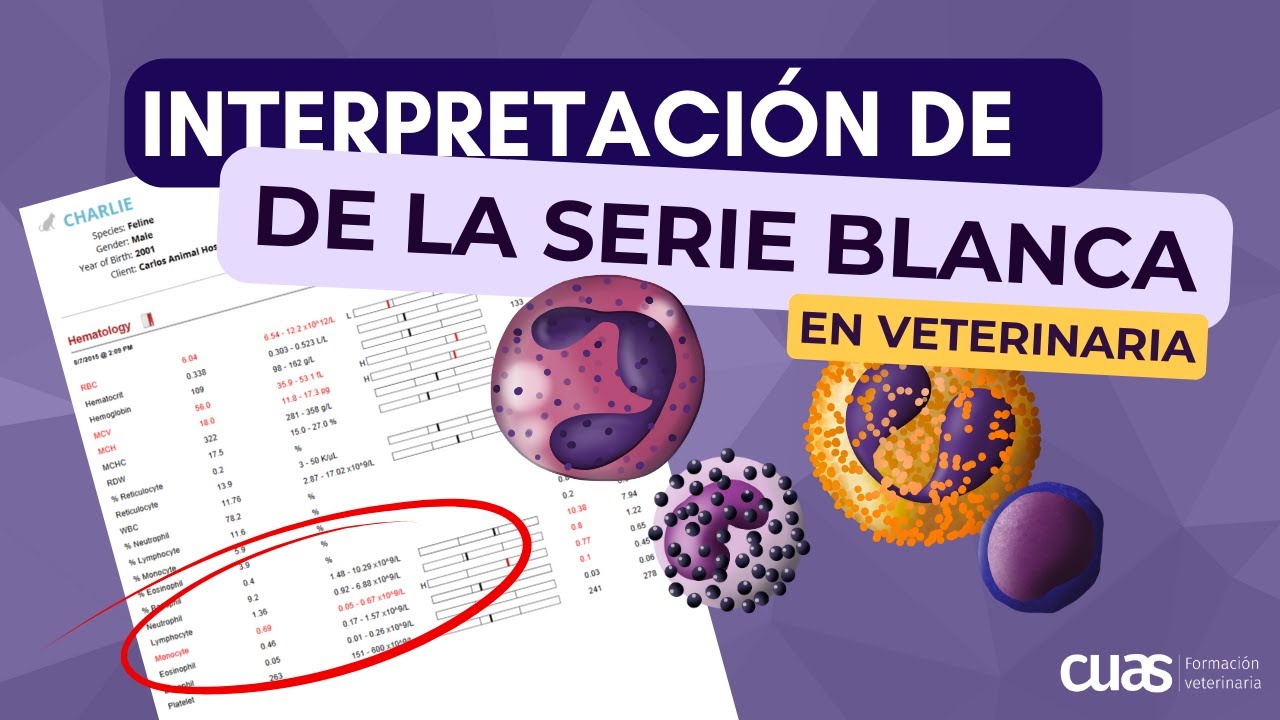 Interpretación del Leucograma en el análisis sanguíneo de tu paciente en veterinaria de pequeños 🐶