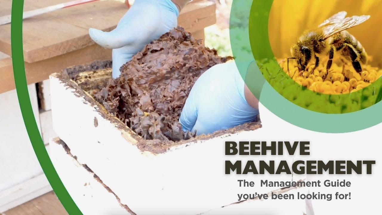 Boost Your Honey Harvest! Expert Hive Management 101 🍯🐝