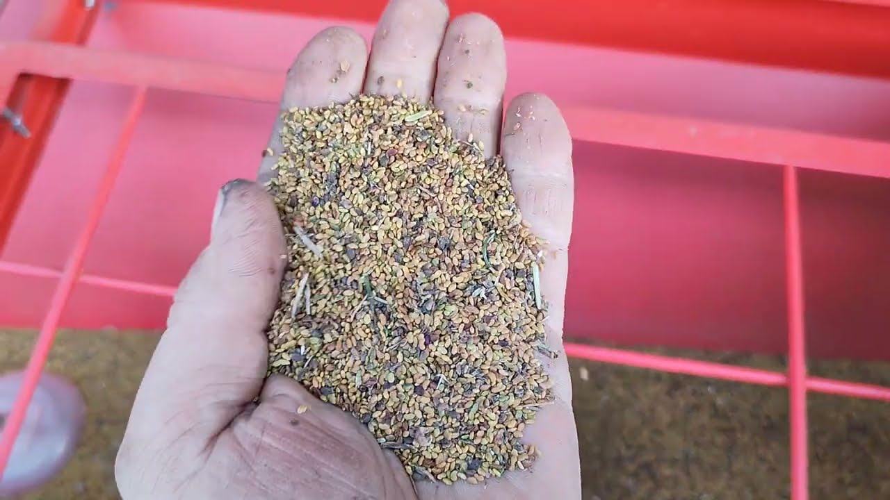 Lucernik w Roślinie Ochronnej / Owies @BioFarmaKolin # 113