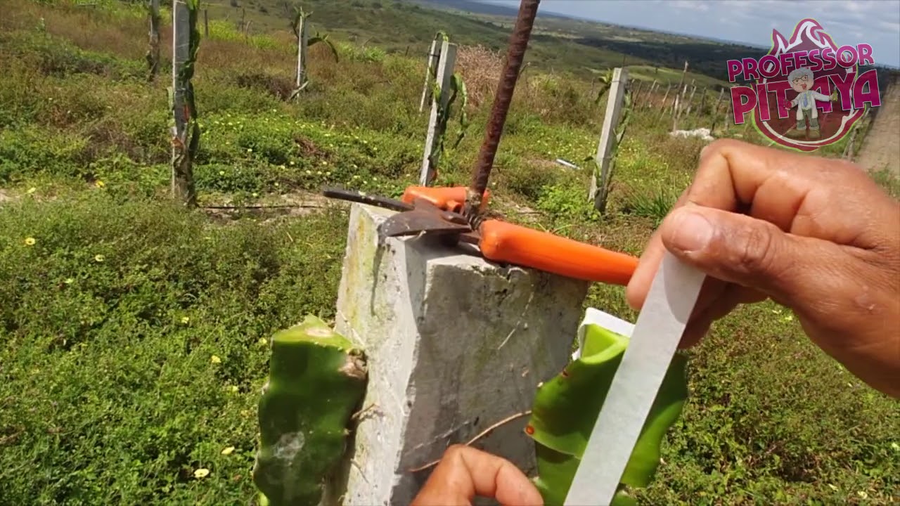 34)Enxertia em pitaya - Troca de copa