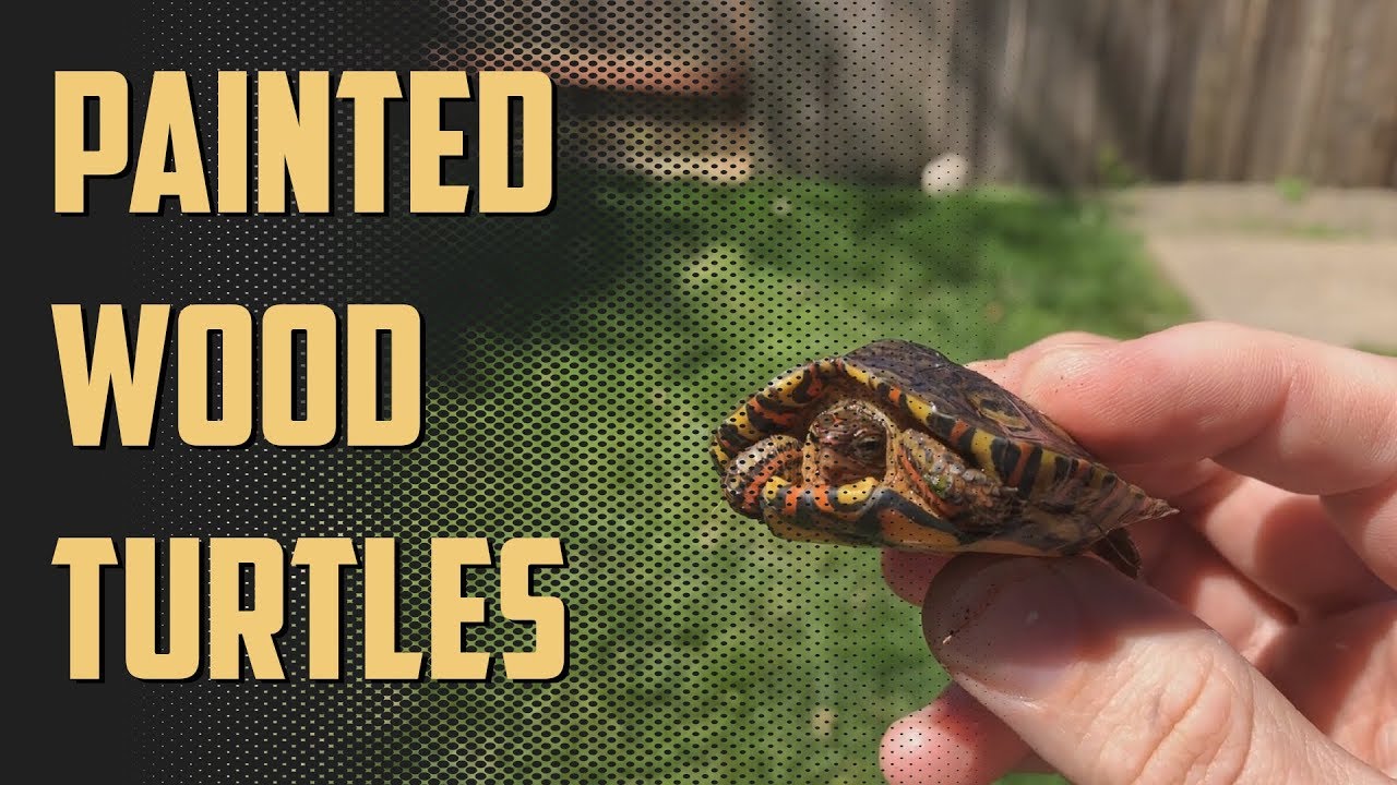 Episode 61 - Painted Wood Turtles (Rhinoclemmys pulcherrima manni)