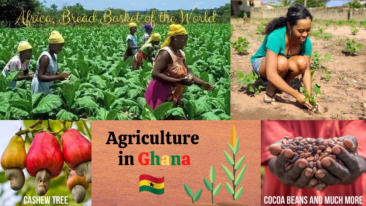 Inside Ghana's booming Agricultural Sector how to become a part of it
