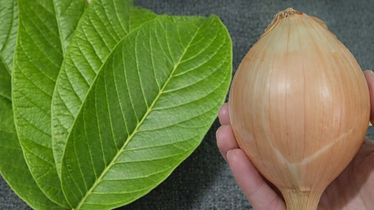 👀 É só bater CEBOLA e FOLHA DE GOIABA e não precisa mais gastar no salão de beleza