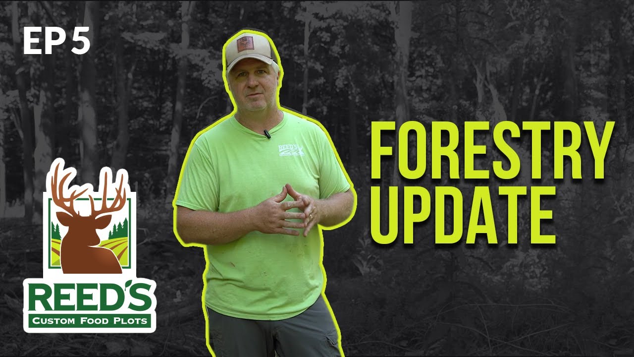 Pella Project - Timber and Forestry UPDATE