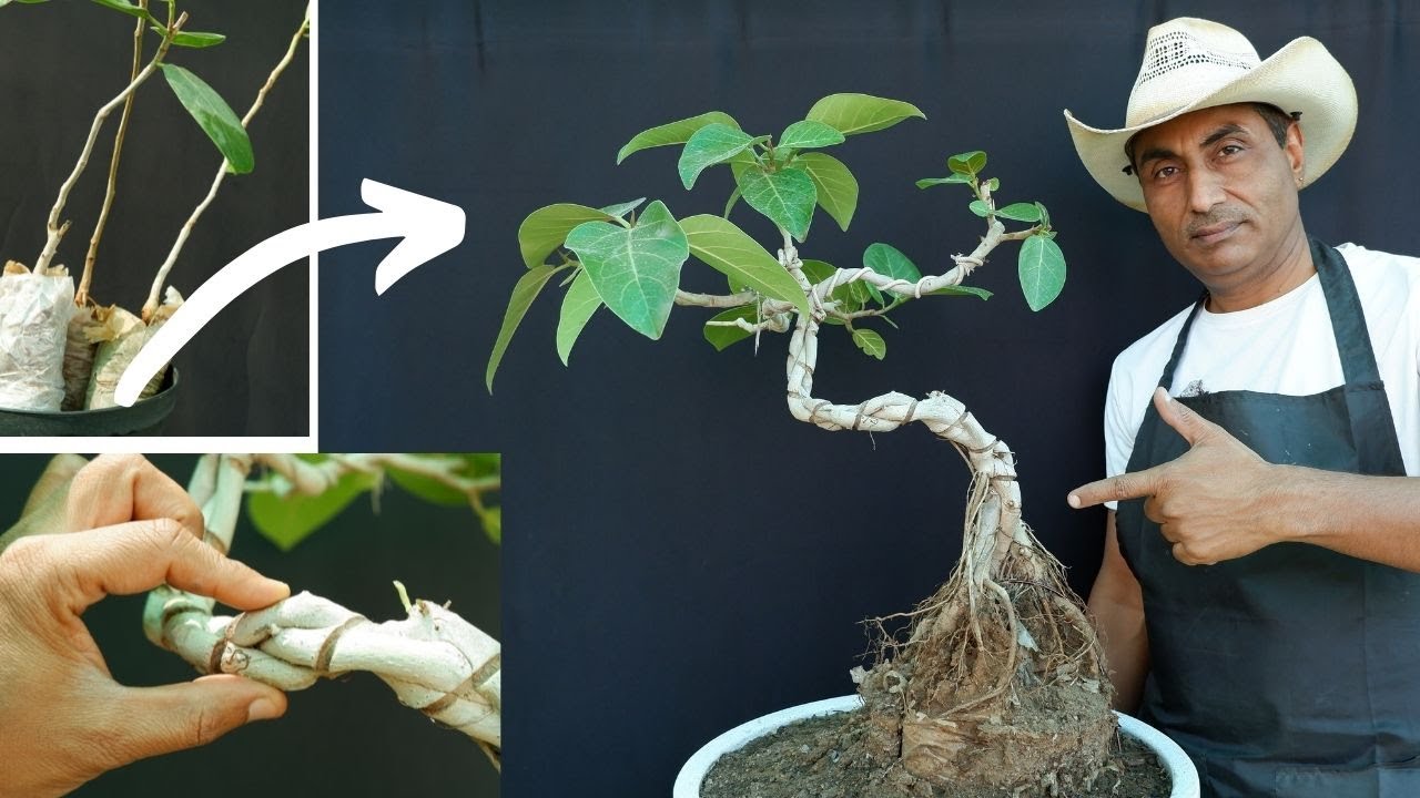 Banyan Bonsai Tree Making for Beginners