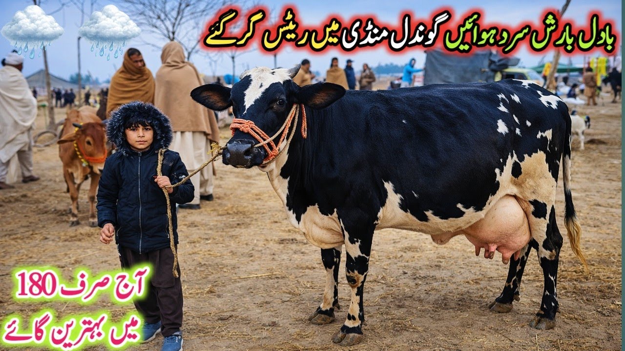 Today Gondal Mandi latest update 26Jan 2026!jersey cow for sale today!Low prices cows!#cow#farming
