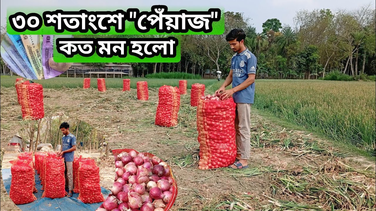 ৩০ শতাংশে পেঁয়াজ কত মন হলো। পেঁয়াজের দাম। পেঁয়াজ চাষ পদ্ধতি। পেঁয়াজ চাষ।