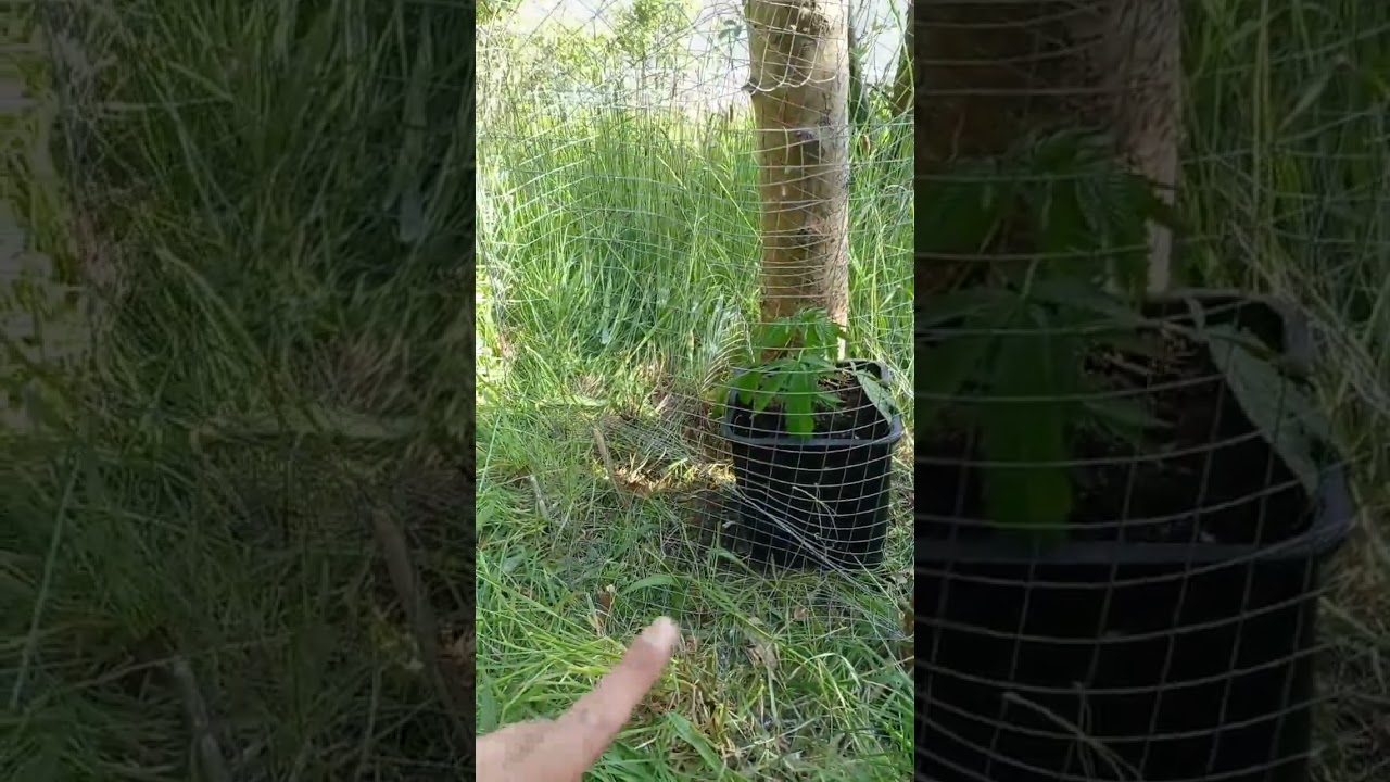 UK gorilla grow motorway madness lol