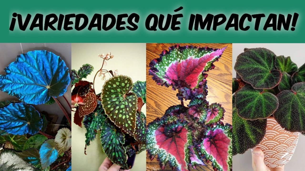 25 Begonias Exóticas que No Conocías (Variedades Únicas para tu Colección)