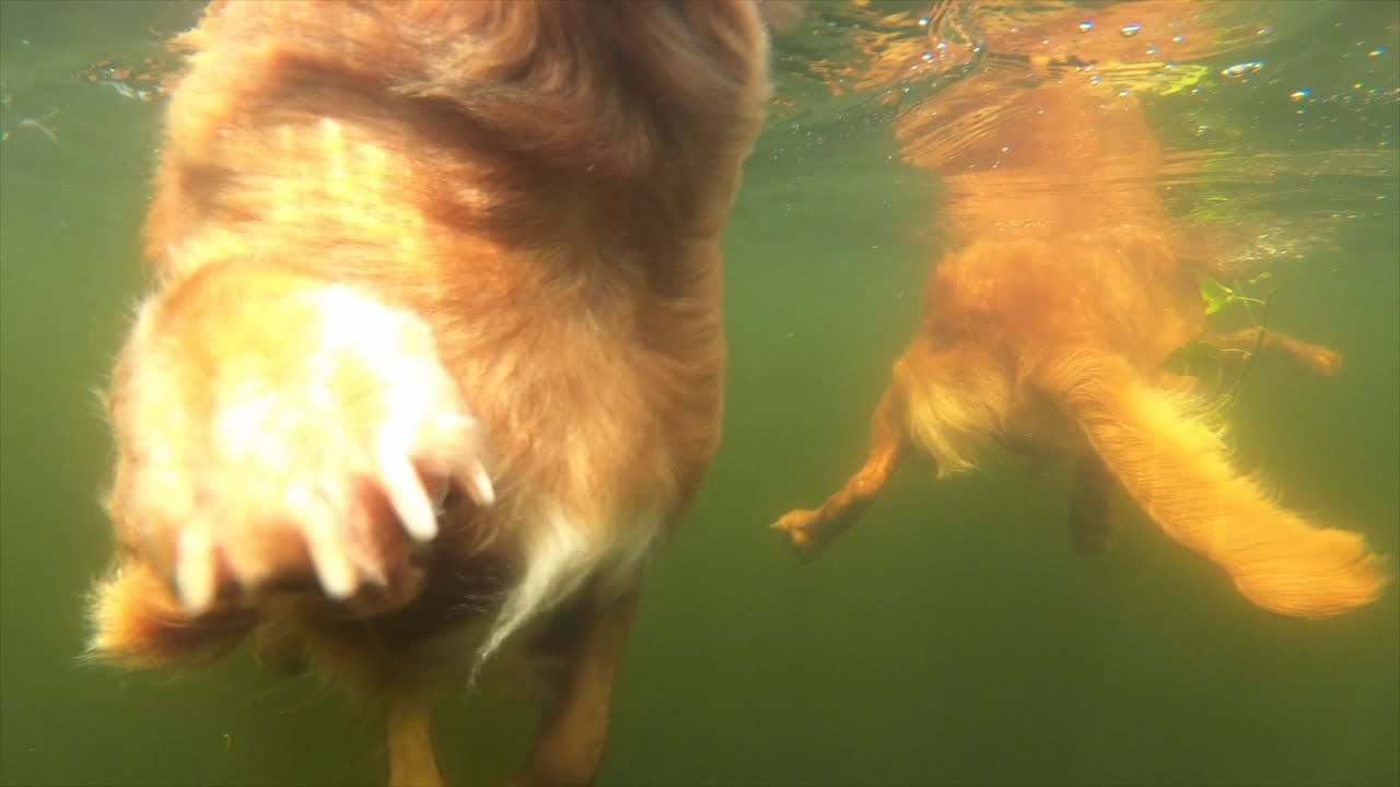 UNDERWATER FOOTAGE of swimming Tollers