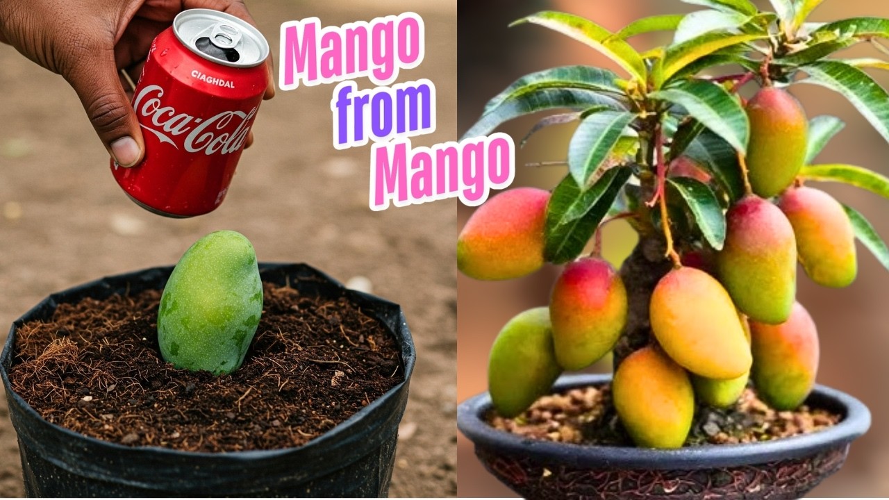 🥭How to Grow a Mango Tree from a Mango