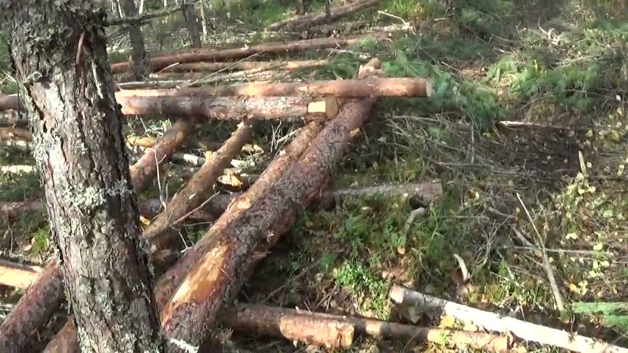 Ensiharvennuksen j&auml;lkeinen mets&auml;