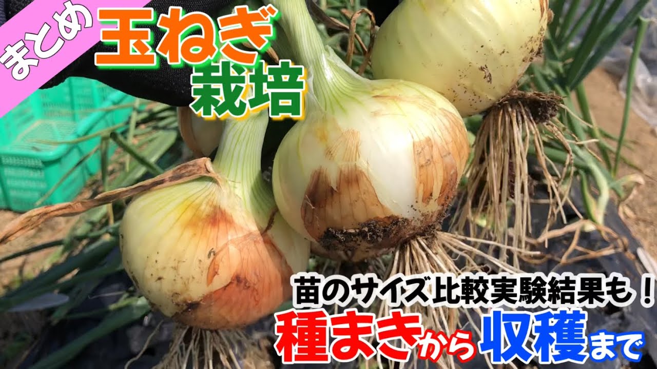 玉ねぎの育て方　種まきから収穫まで　完全解説