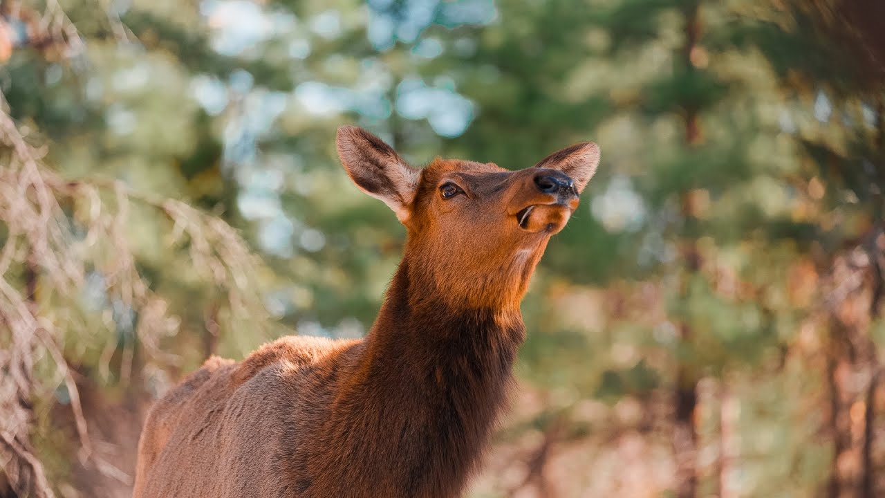 Elk in the Pines: Watching Giants Roam Northern Arizona