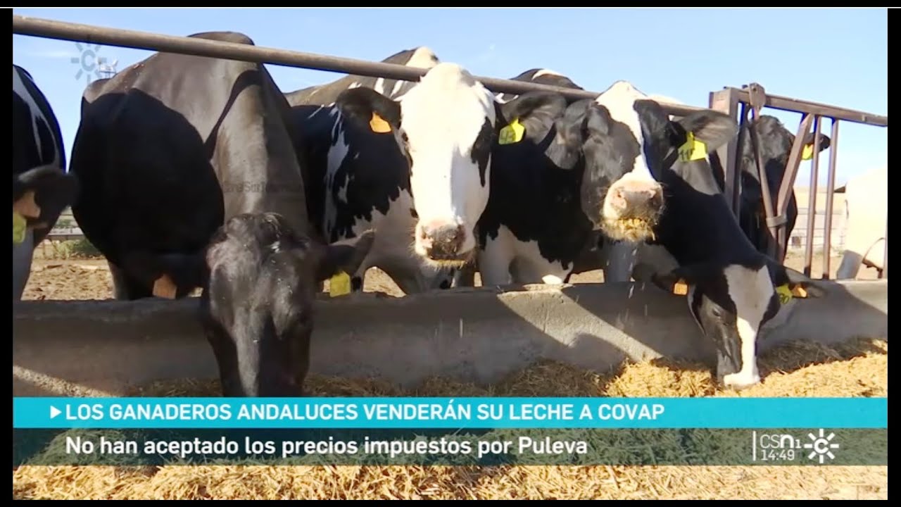 Los ganaderos se enfrentan a la multinacional lechera Lactalis en Andalucía