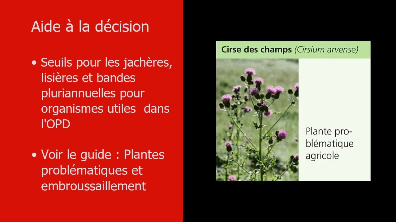 Labourage précoce des surfaces de promotion de la biodiversité (SPB) sur terres assolées