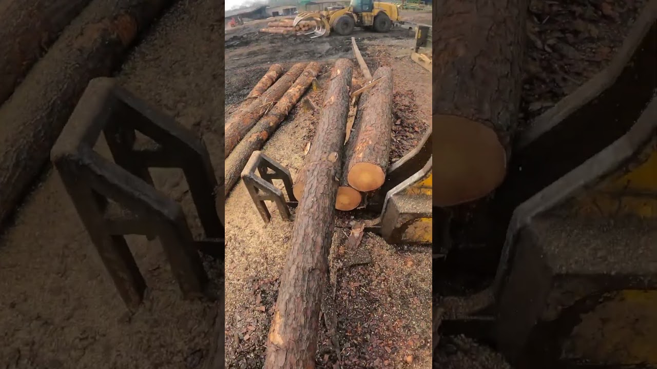 Processing short logs #logging #forestry #fyp