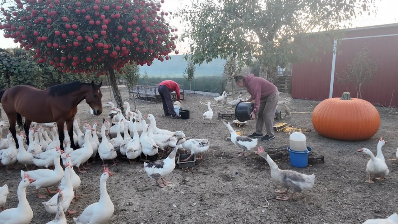 🌾 Life in the Village | 🦆 Feeding Geese & Chickens 🐓🥚 Collecting Eggs 🌿 Haymaking in the Garden.
