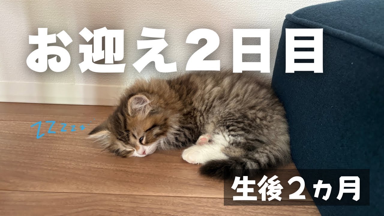 【お迎え２日目】いっぱい遊んで食べて白目で爆睡する生後2ヵ月のサイベリアンの子猫が可愛過ぎる