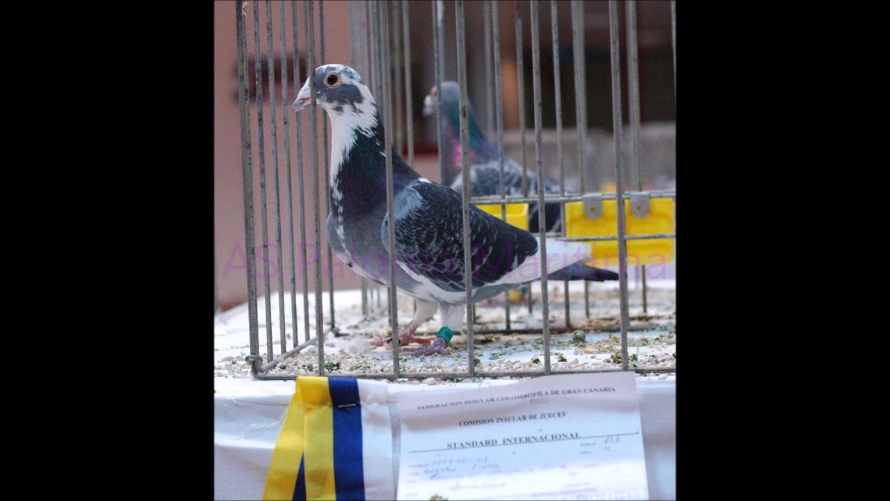 Palomas mensajeras en Canarias  -FONDO-