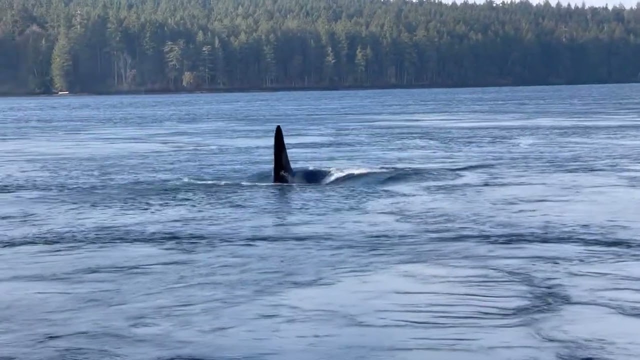 Jpod against a 4 knot Ebb in Active Pass this morning. October 10, 2022